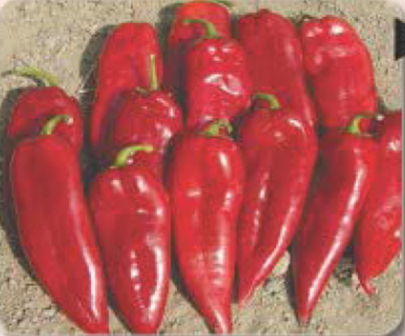 Bursa Yağlık Kapya